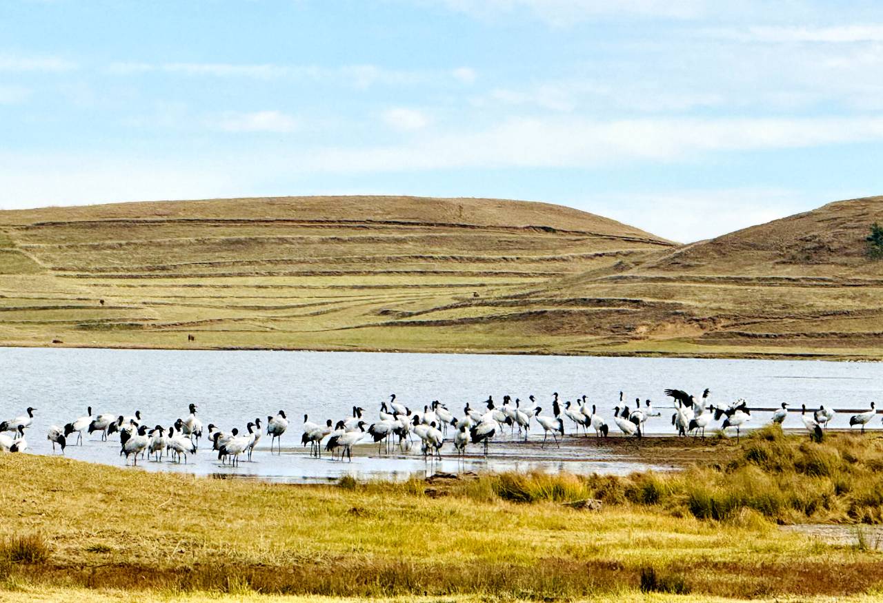 央视总台记者到大山包黑颈鹤国家级自然保护区进行采访报道