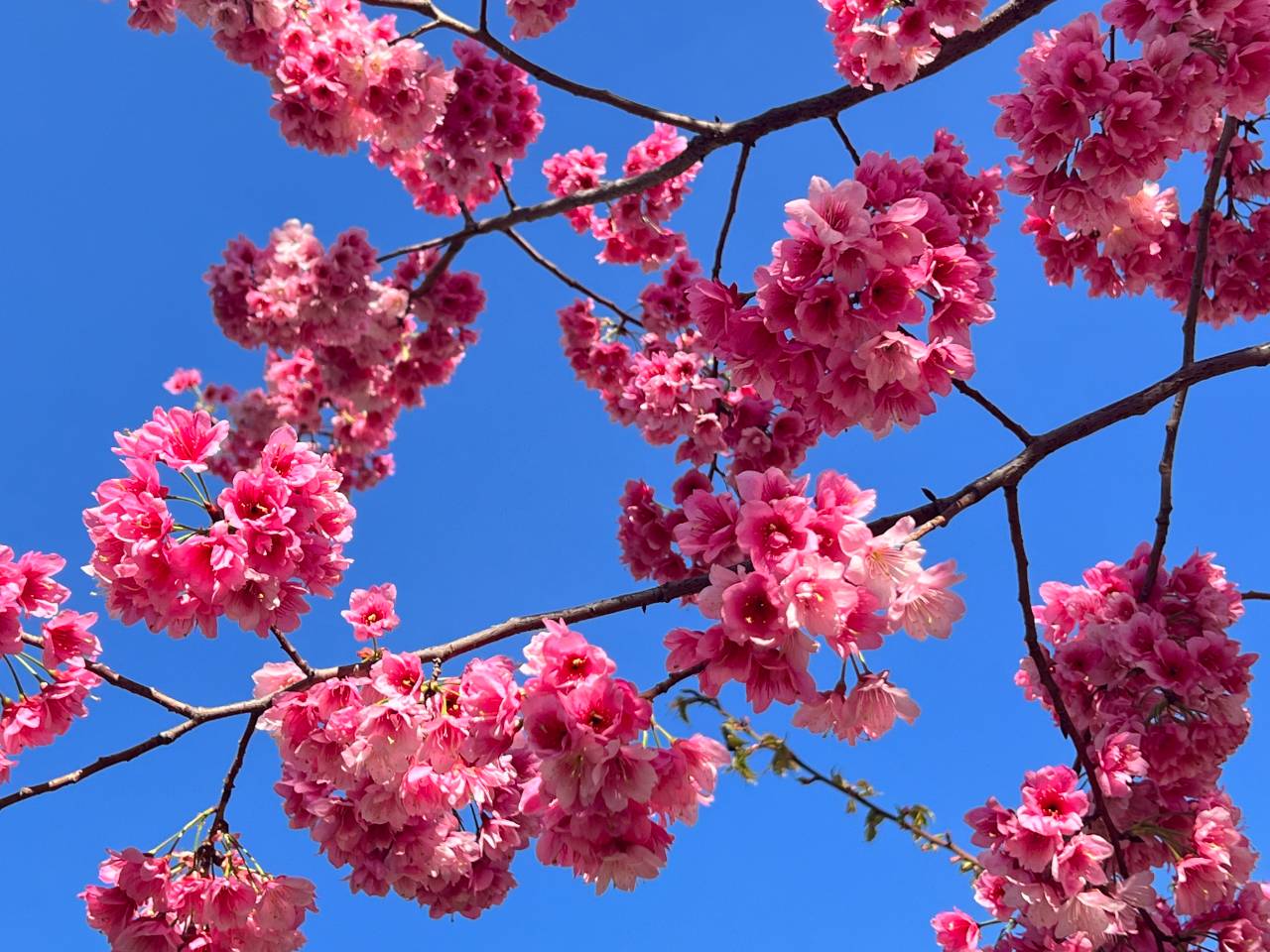 昭通昭阳万家灯火寻你来樱花璀璨作聘礼组图