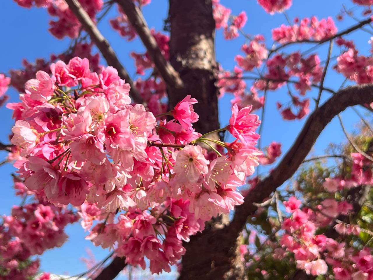 昭通昭阳万家灯火寻你来樱花璀璨作聘礼组图