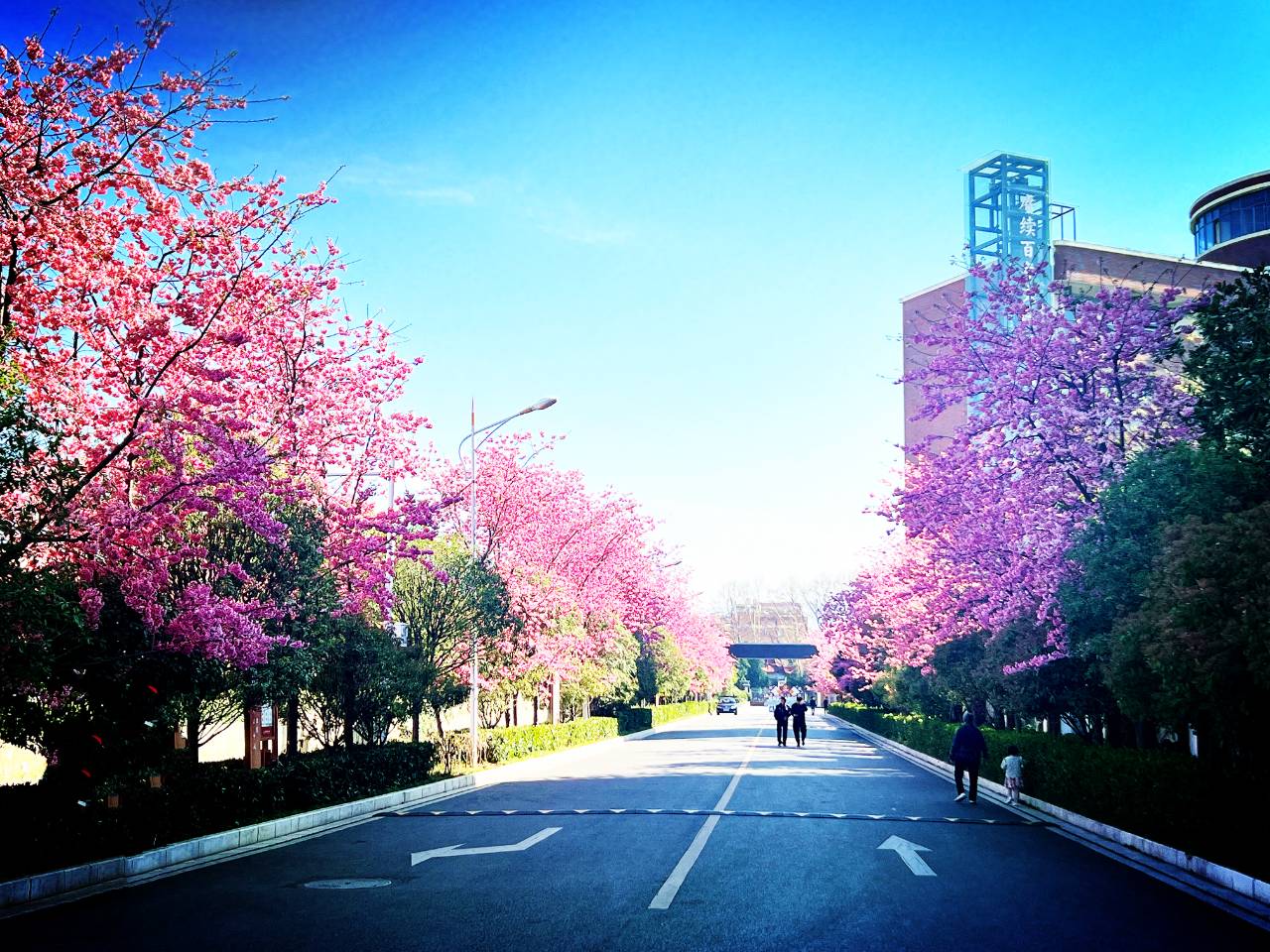 昭通昭阳万家灯火寻你来樱花璀璨作聘礼组图