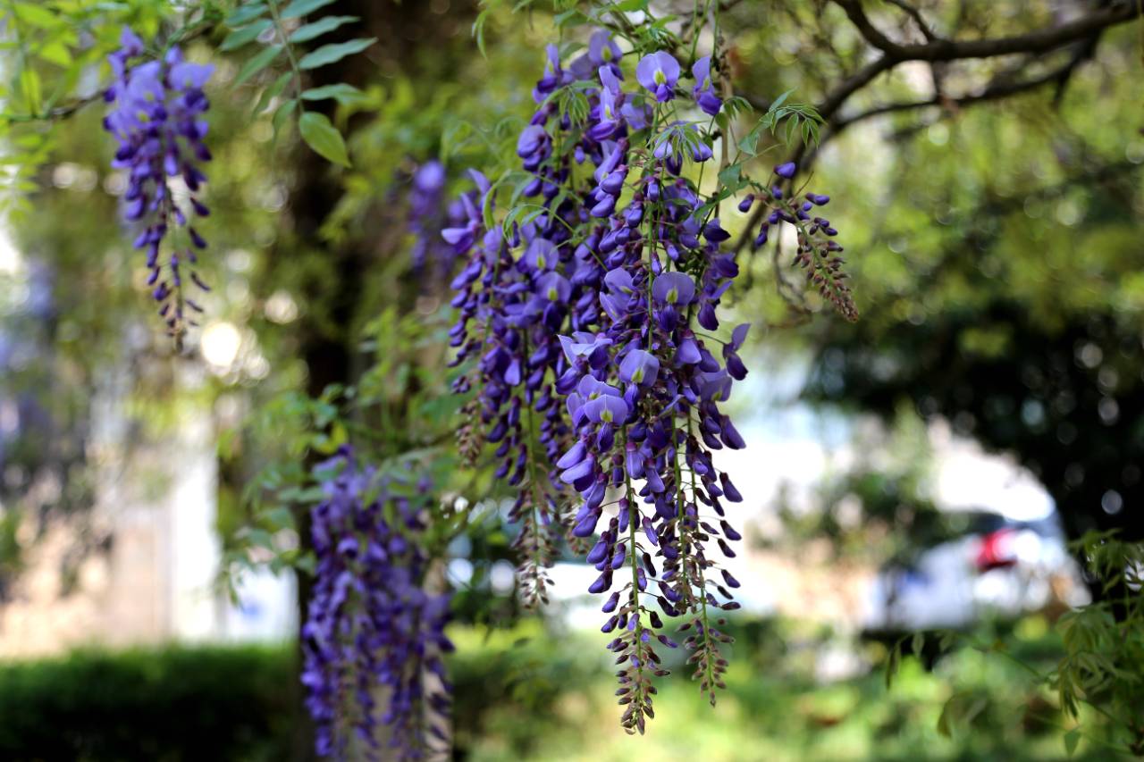 春天里的昭通印象紫藤花开香满园组图